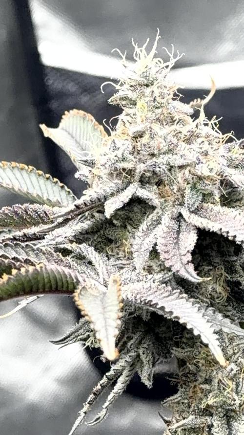 STRNG SEEDS grow. Week 13 - Granddaddy Purple from @STRNGSEEDS