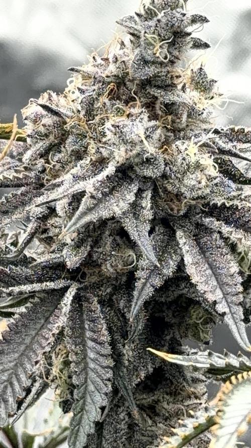 STRNG SEEDS grow. Week 13 - GDP