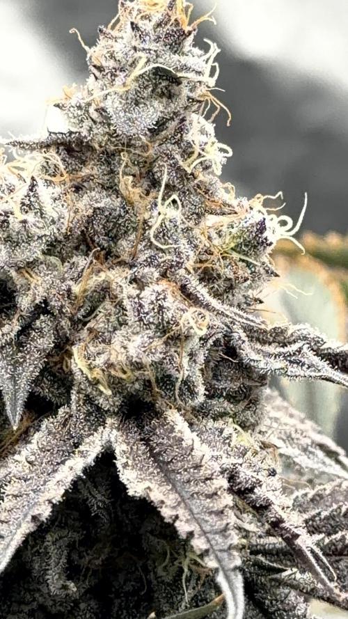 STRNG SEEDS grow. Week 13 - GDP