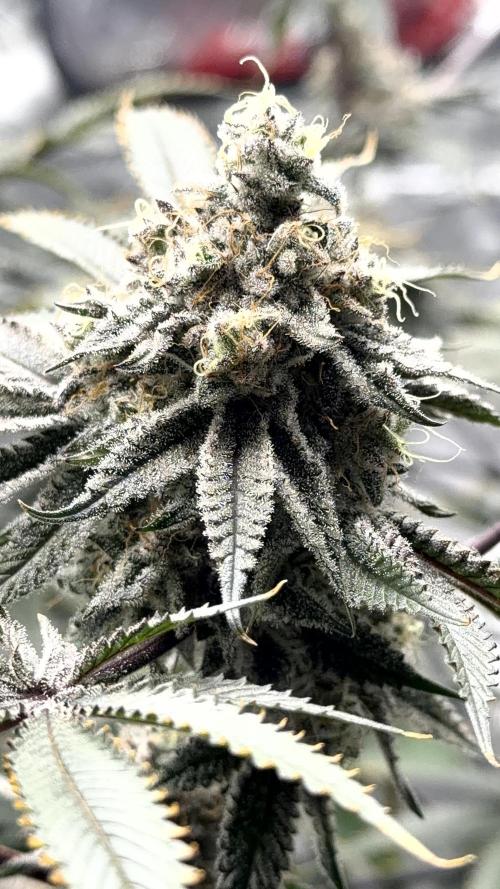 STRNG SEEDS grow. Week 13 - GDP