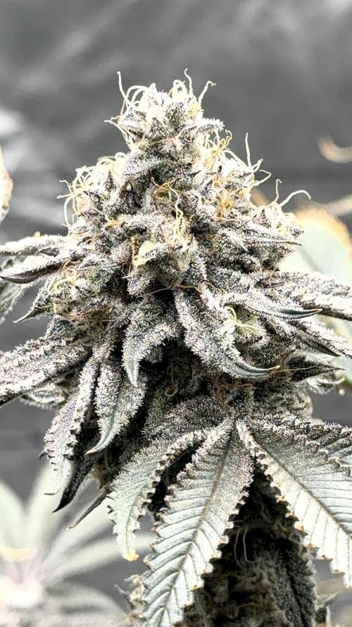 STRNG SEEDS grow. Week 13 - GDP