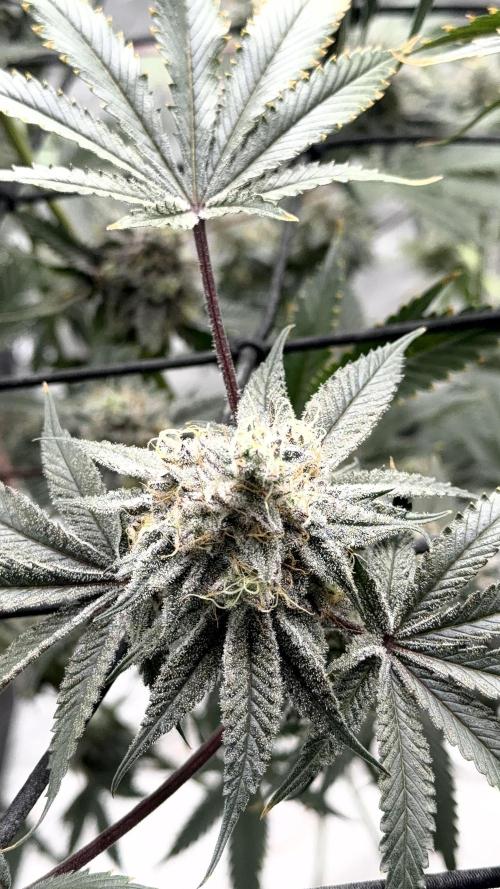 STRNG SEEDS grow. Week 13 - GDP