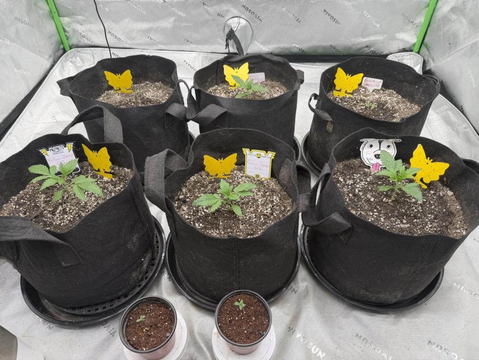 Mephisto genetics. Week 2