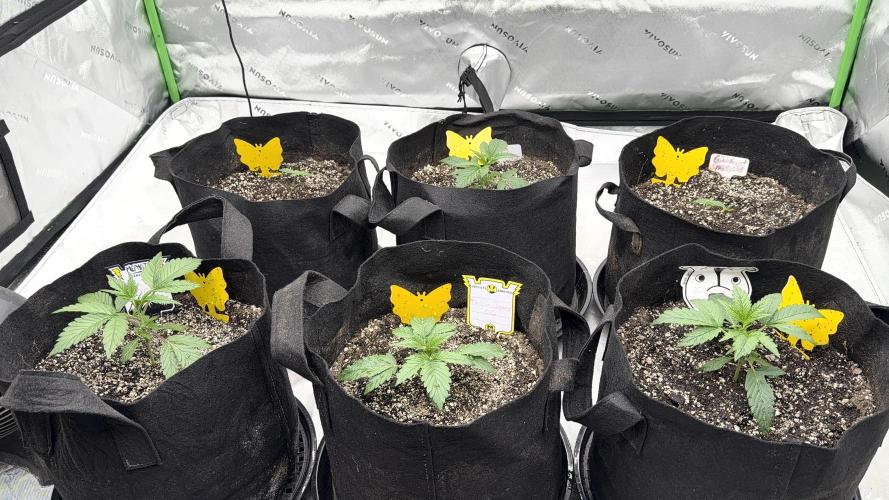 Mephisto genetics. Week 3 - Day 18