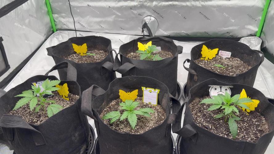 Mephisto genetics