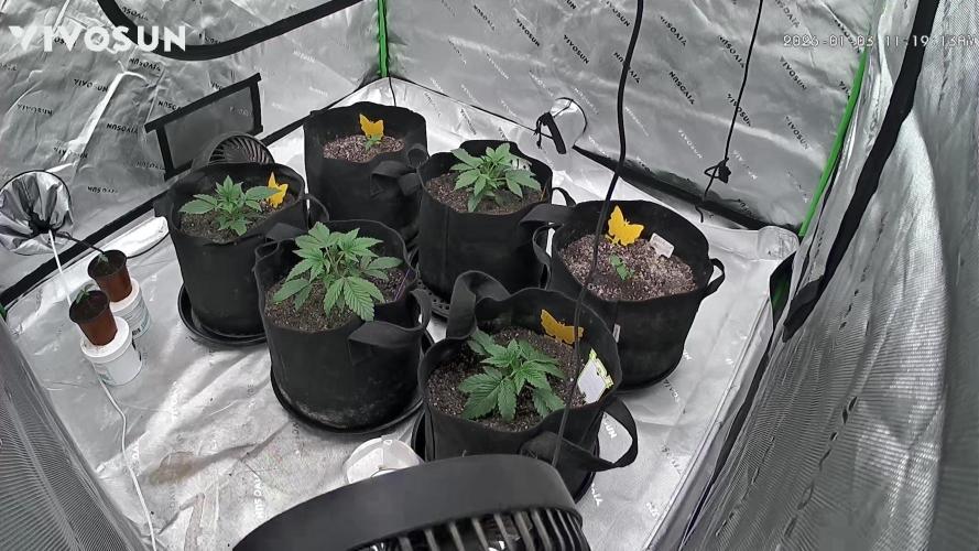 Mephisto genetics. Week 3 - Day20