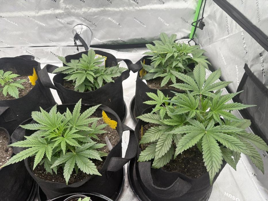 Mephisto genetics. Week 4