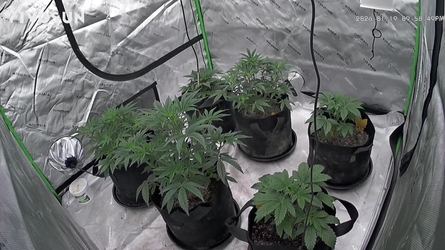 Mephisto genetics. Week 5