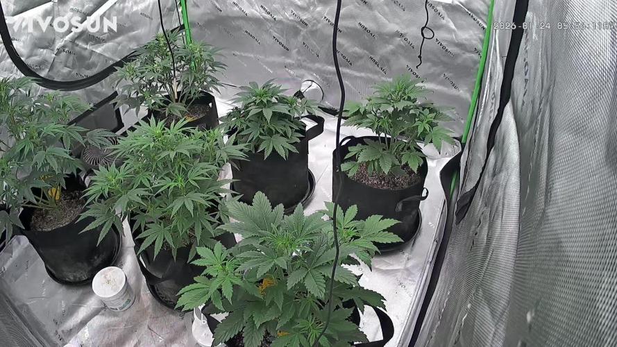 Mephisto genetics