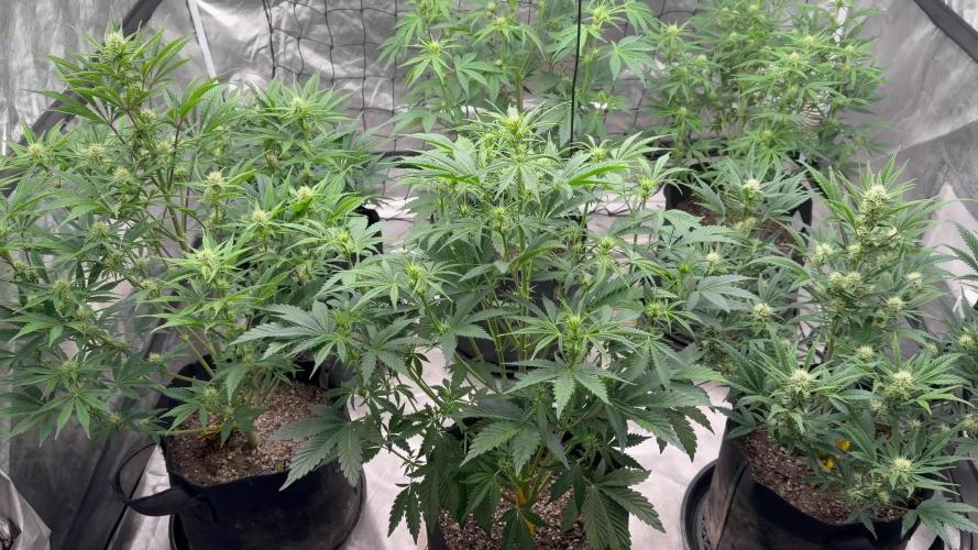Mephisto genetics
