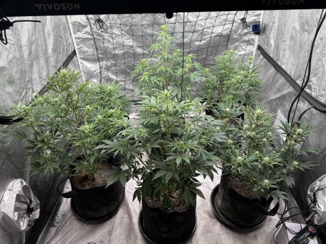 Mephisto genetics. Week 8