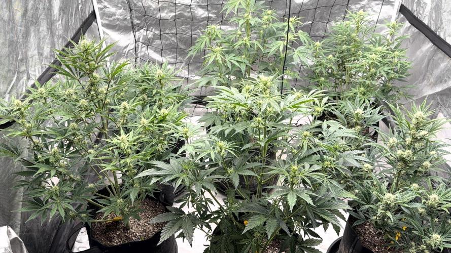 Mephisto genetics. Week 8