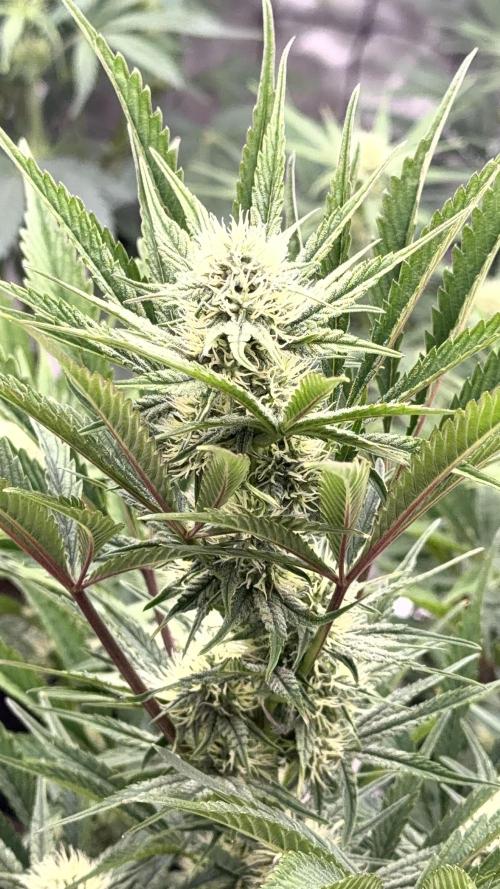 Mephisto genetics. Week 9