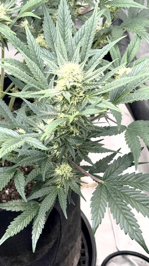 Mephisto genetics. Week 9