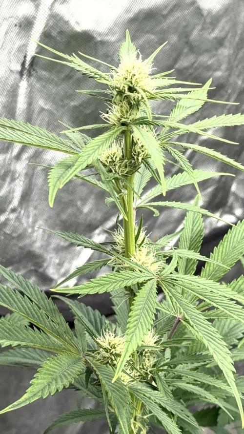 Mephisto genetics. Week 9