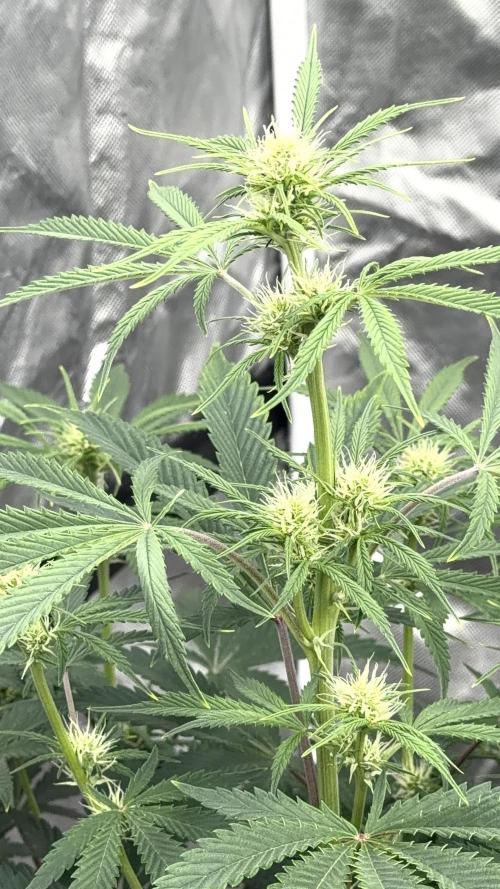 Mephisto genetics. Week 9