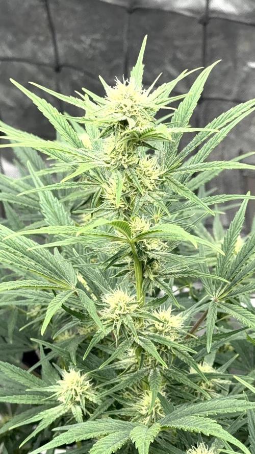 Mephisto genetics. Week 9