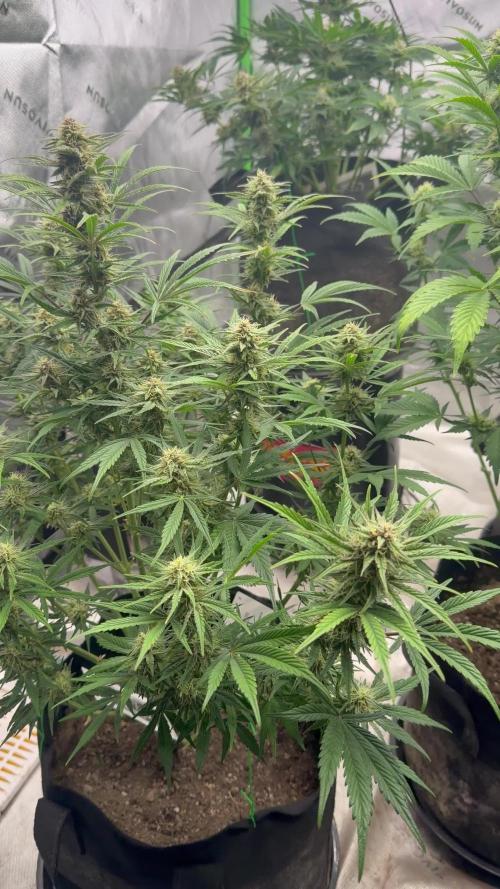 Mephisto genetics