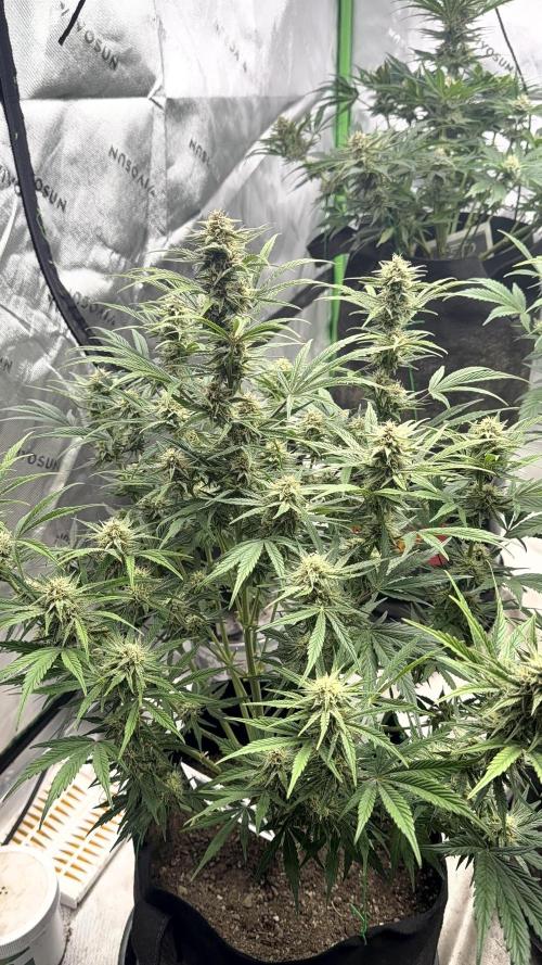 Mephisto genetics. Week 10