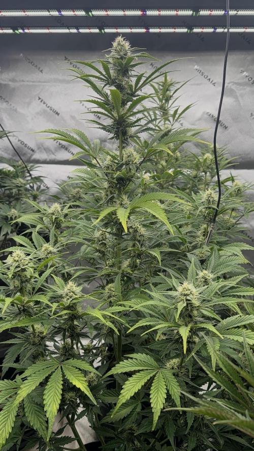 Mephisto genetics. Week 10