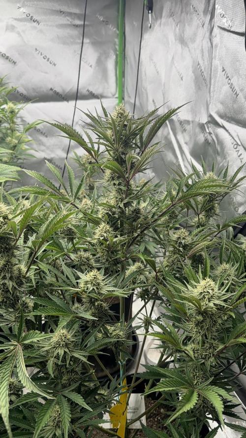 Mephisto genetics. Week 10