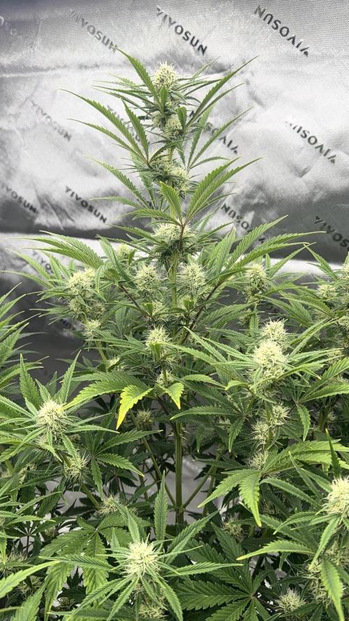 Mephisto genetics. Week 10