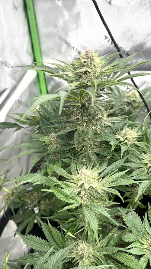 Mephisto genetics. Week 10