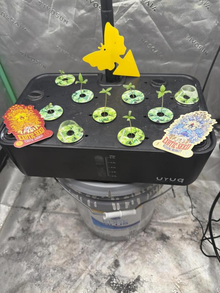 Exotic seeds. Week 0