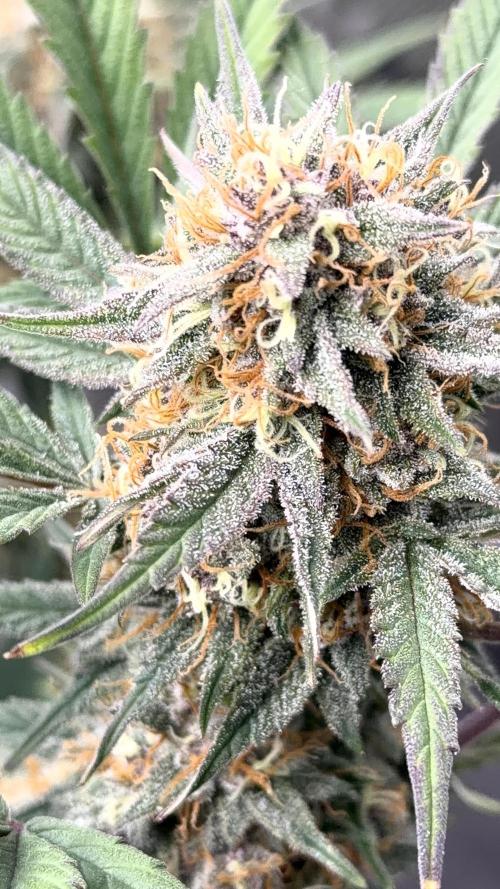 Mephisto genetics. Week 11