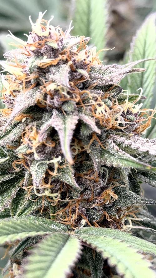 Mephisto genetics. Week 11