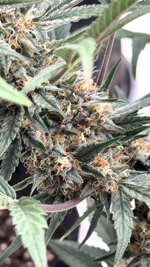 Mephisto genetics. Week 11