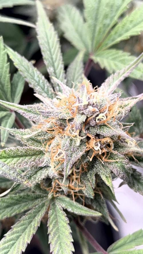 Mephisto genetics. Week 11