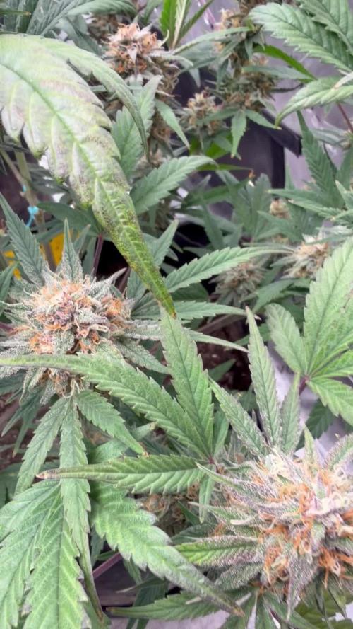 Mephisto genetics