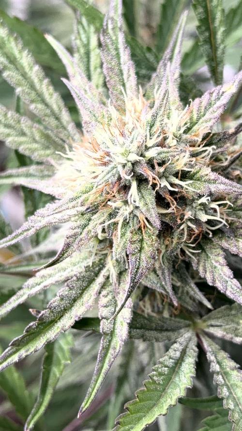 Mephisto genetics. Week 11