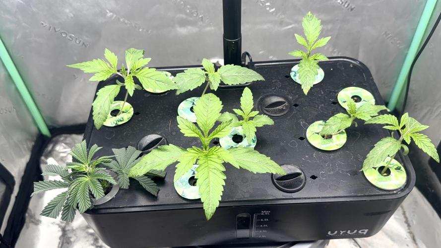 Exotic seeds. Week 1