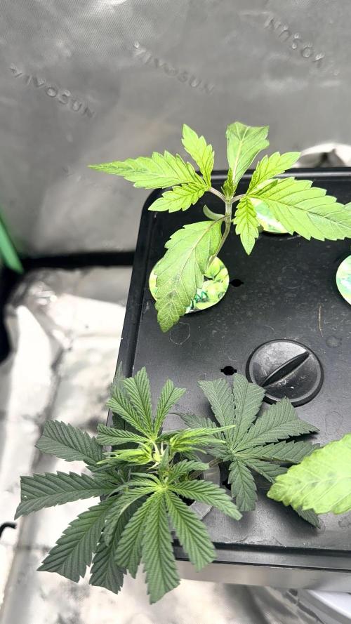 Exotic seeds. Week 1