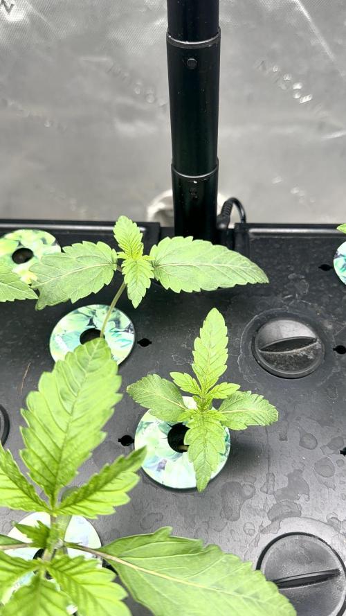 Exotic seeds. Week 1