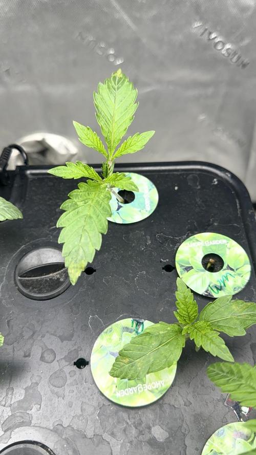 Exotic seeds. Week 1