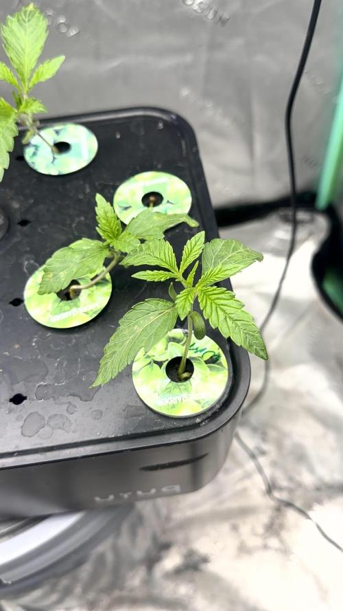 Exotic seeds. Week 1