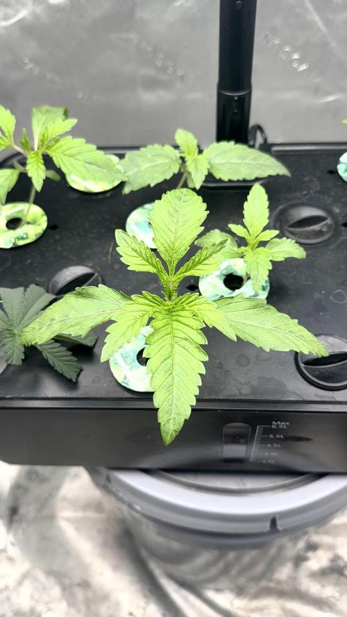 Exotic seeds. Week 1