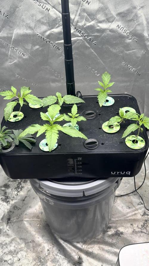 Exotic seeds. Week 1