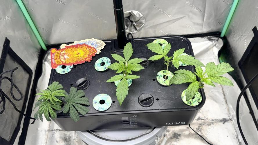 Exotic seeds. Week 2