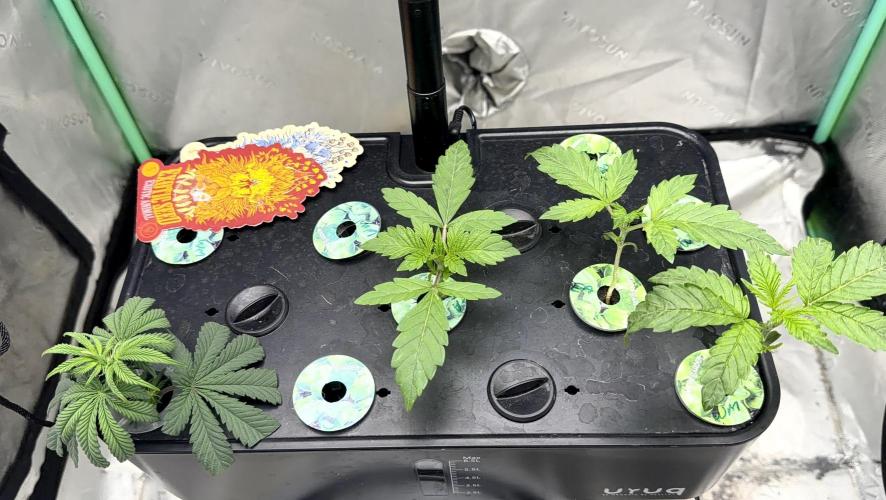 Exotic seeds. Week 2