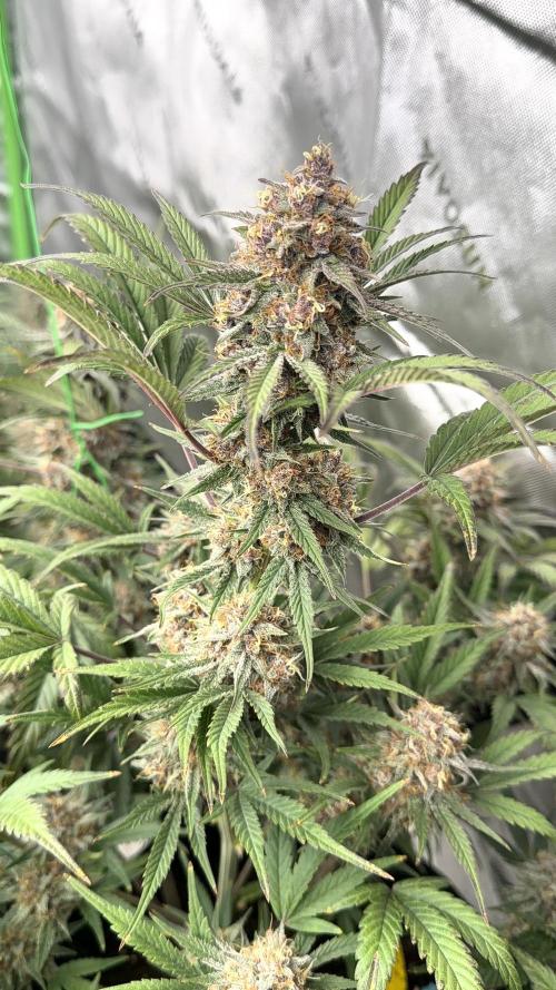 Mephisto genetics. Week 12