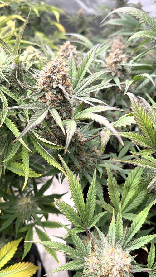 Mephisto genetics. Week 12