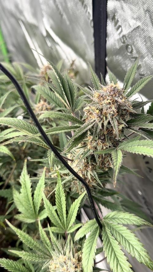 Mephisto genetics. Week 12