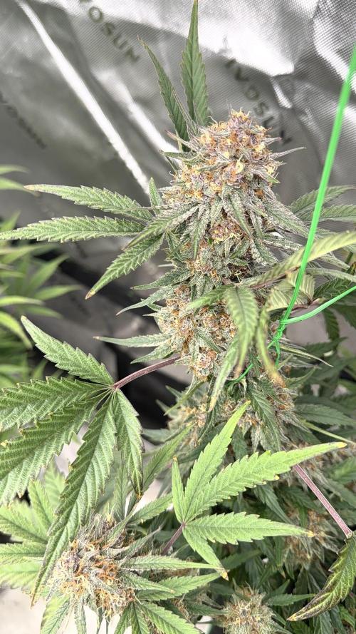 Mephisto genetics. Week 12