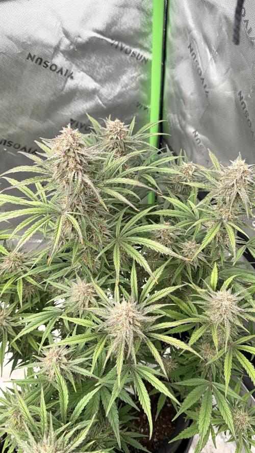 Mephisto genetics. Week 12