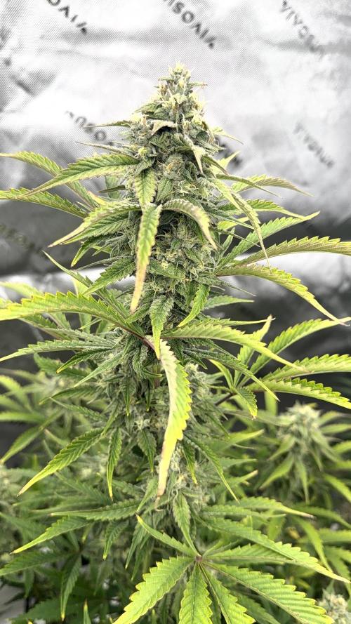 Mephisto genetics. Week 12