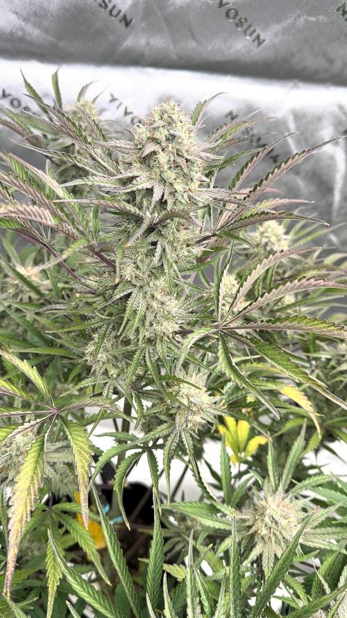 Mephisto genetics. Week 12